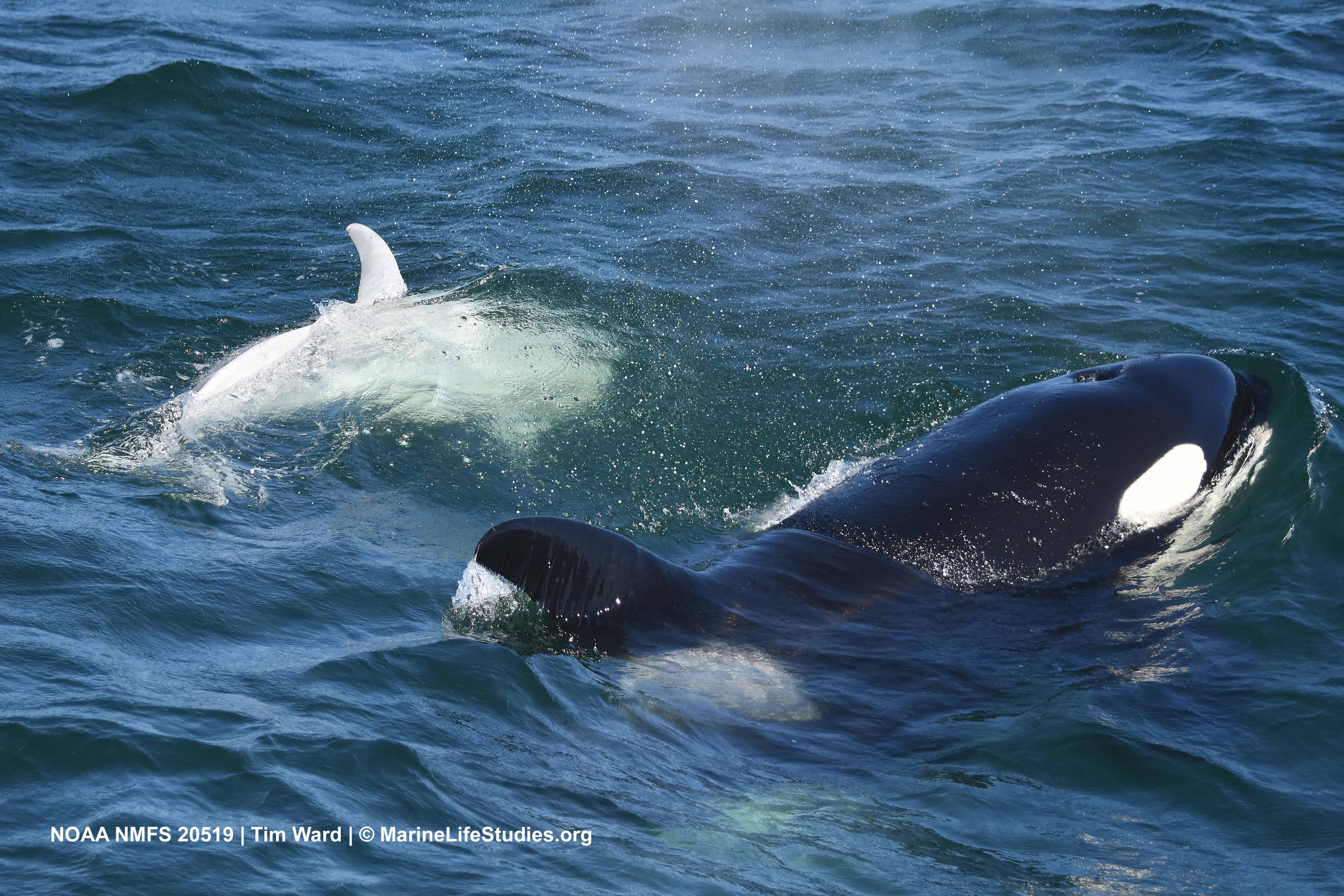 Detail Killer Whale Picture Nomer 23