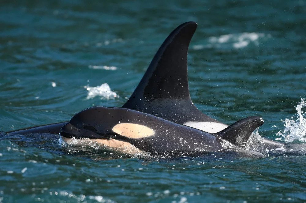 Detail Killer Whale Picture Nomer 29