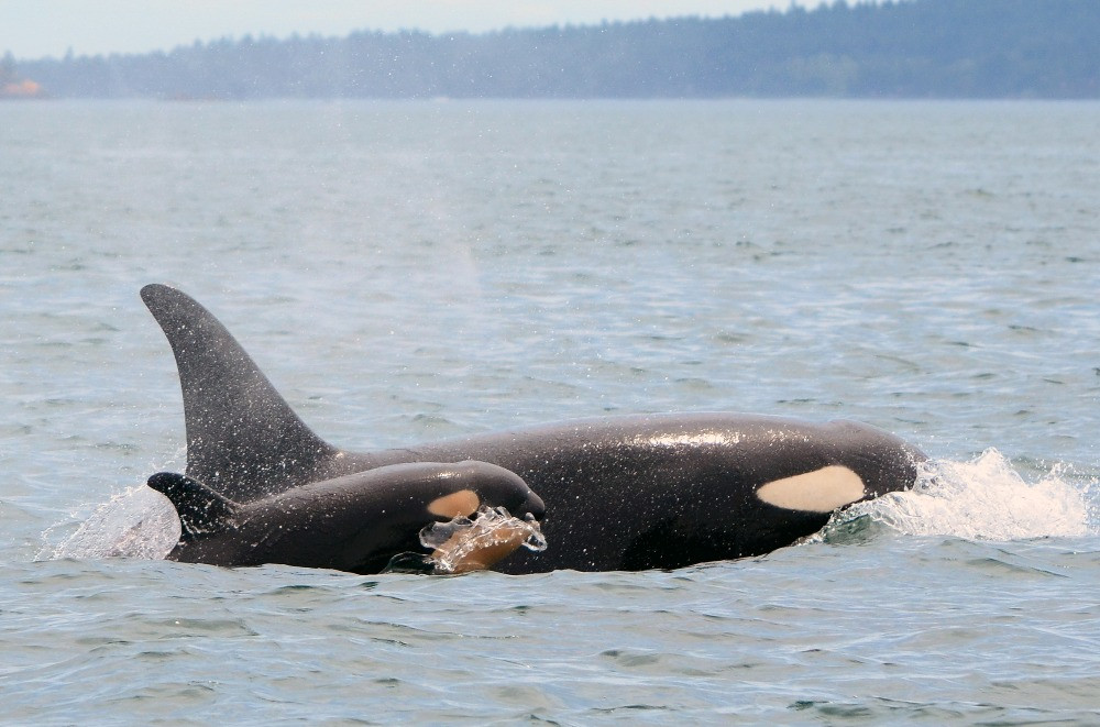 Detail Killer Whale Picture Nomer 36