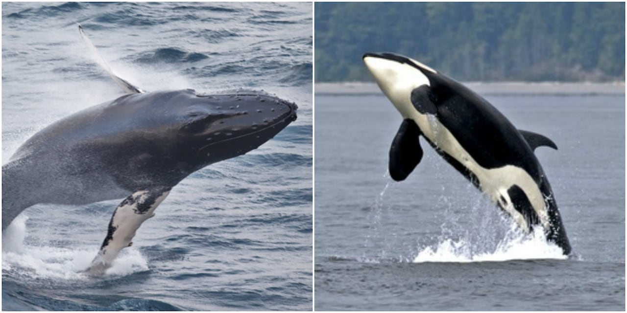 Detail Killer Whale Picture Nomer 37