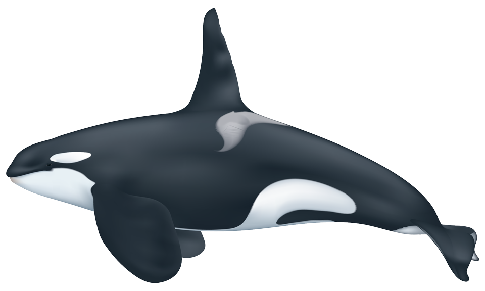 Detail Killer Whale Picture Nomer 43