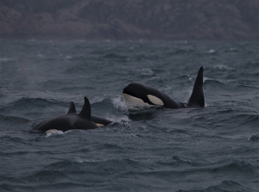 Detail Killer Whale Picture Nomer 45