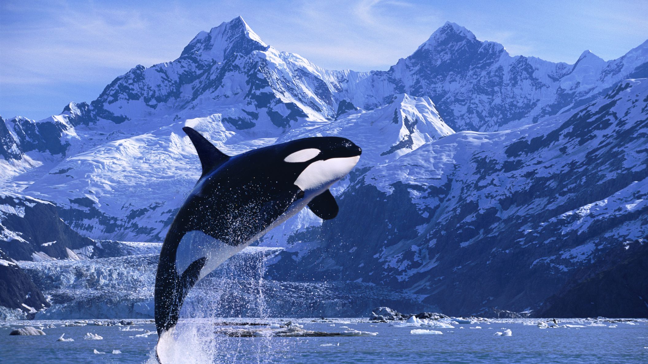Detail Killer Whale Picture Nomer 46