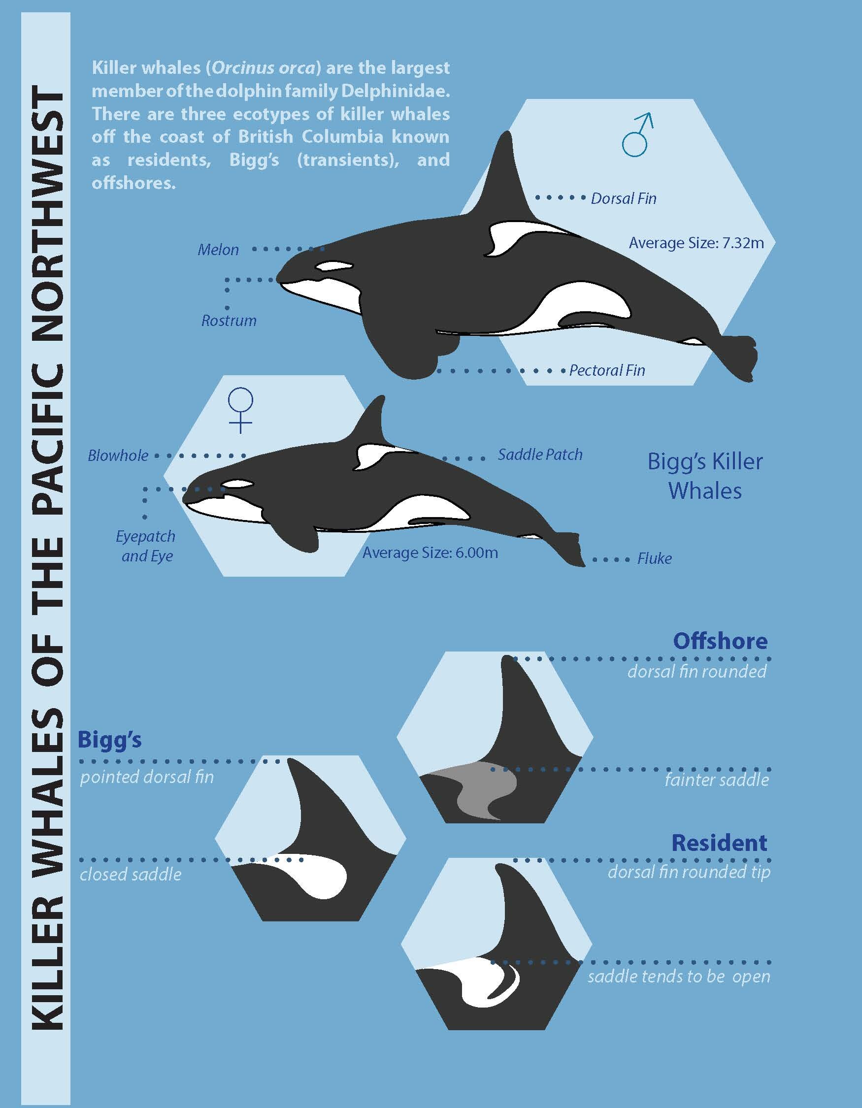 Detail Killer Whale Picture Nomer 48