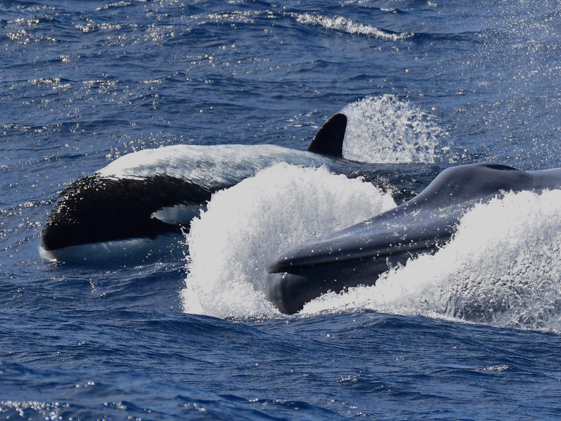 Detail Killer Whale Picture Nomer 51