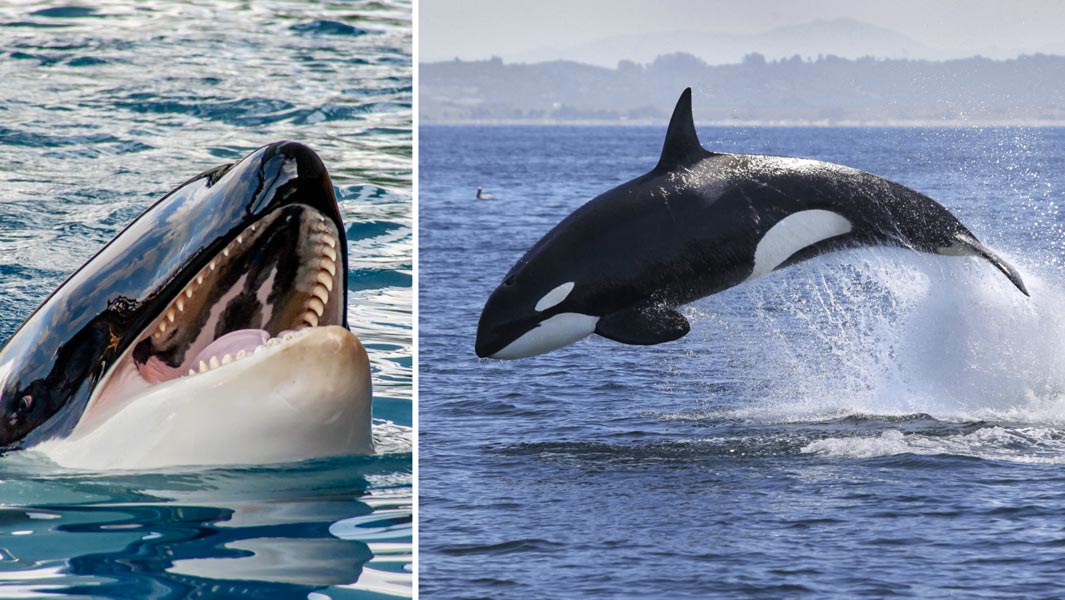 Detail Killer Whale Picture Nomer 10