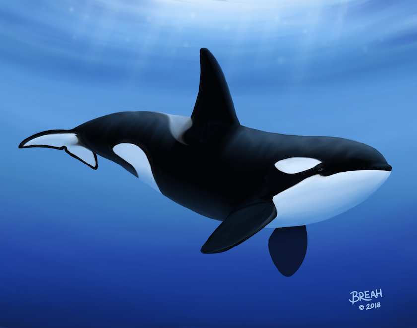 Detail Killer Whale Picturs Nomer 50
