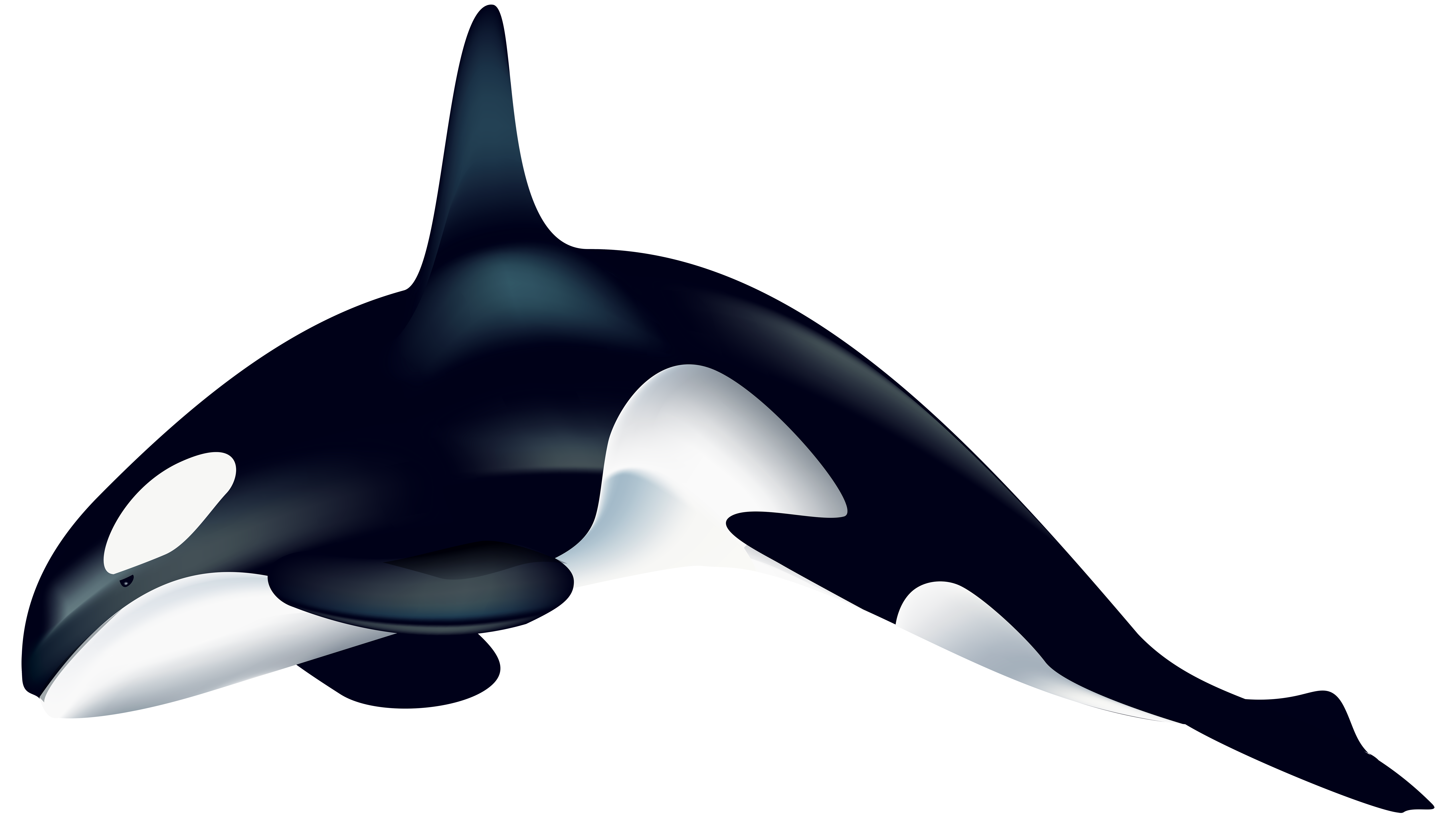 Killer Whale Png - KibrisPDR