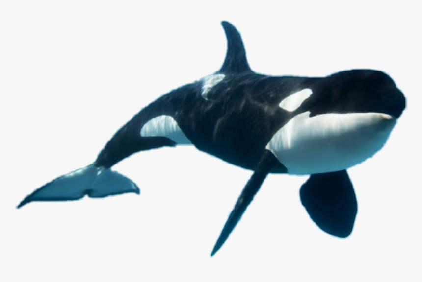 Detail Killer Whale Png Nomer 10