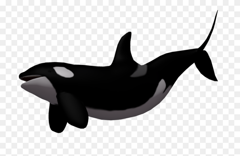 Detail Killer Whale Png Nomer 11