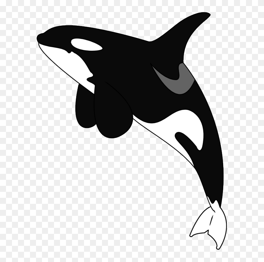 Detail Killer Whale Png Nomer 12