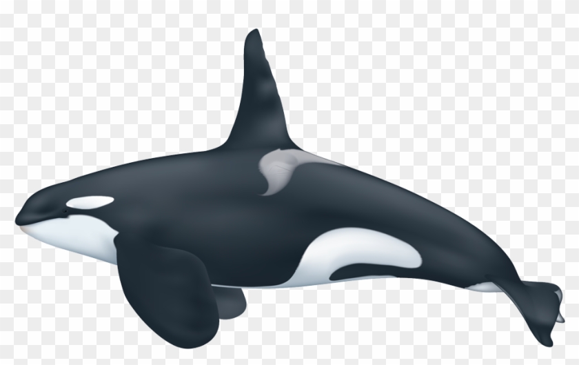 Detail Killer Whale Png Nomer 13