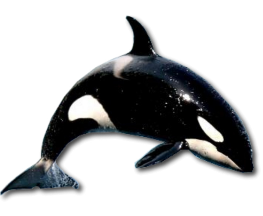 Detail Killer Whale Png Nomer 15