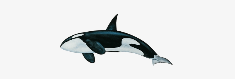Detail Killer Whale Png Nomer 16