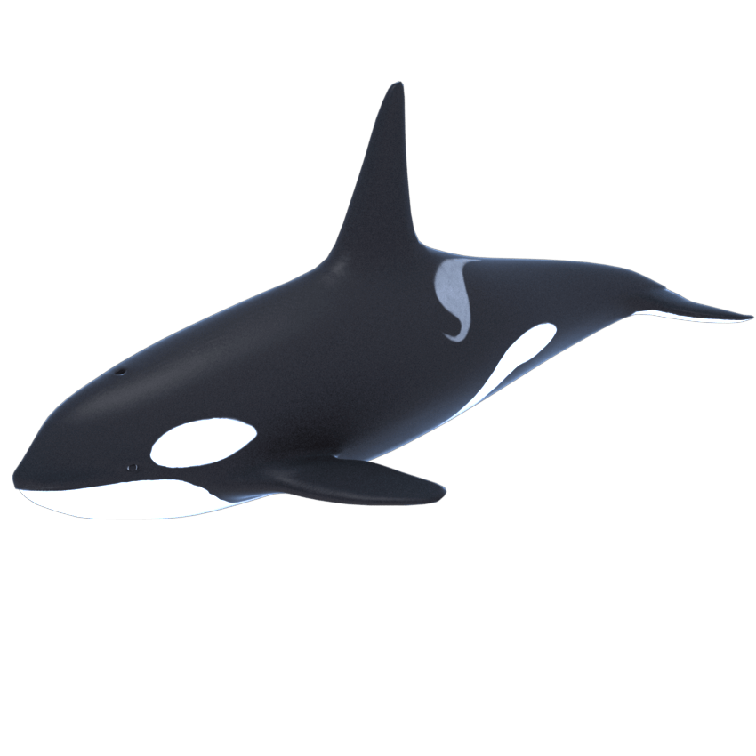 Detail Killer Whale Png Nomer 18