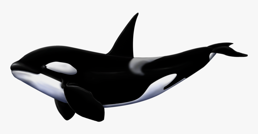 Detail Killer Whale Png Nomer 2