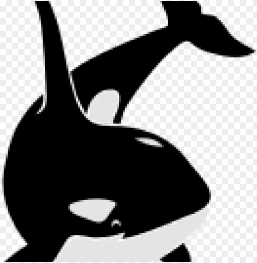 Detail Killer Whale Png Nomer 20