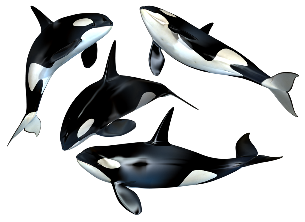 Detail Killer Whale Png Nomer 22