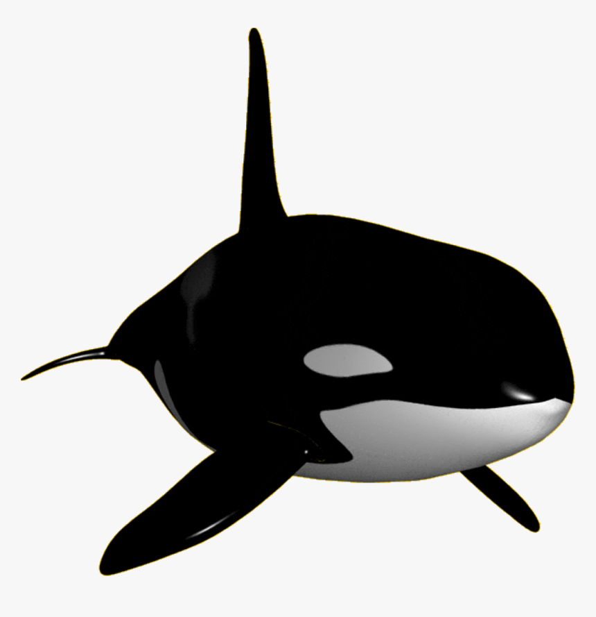 Detail Killer Whale Png Nomer 23