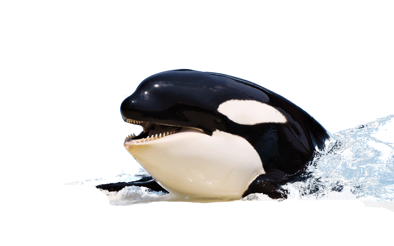 Detail Killer Whale Png Nomer 24