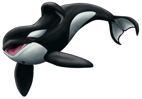 Detail Killer Whale Png Nomer 25