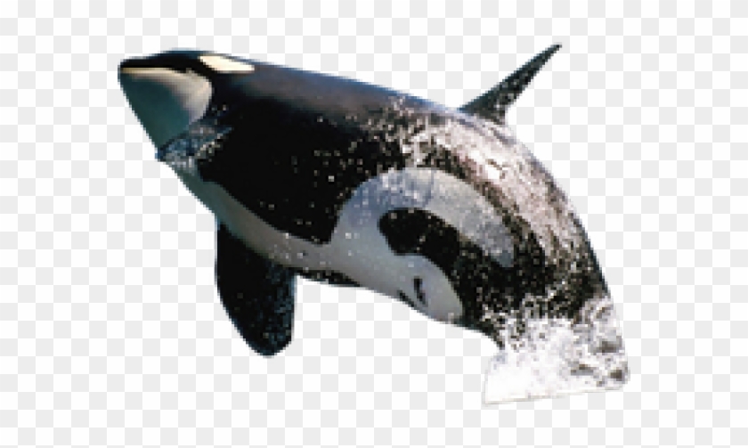 Detail Killer Whale Png Nomer 26