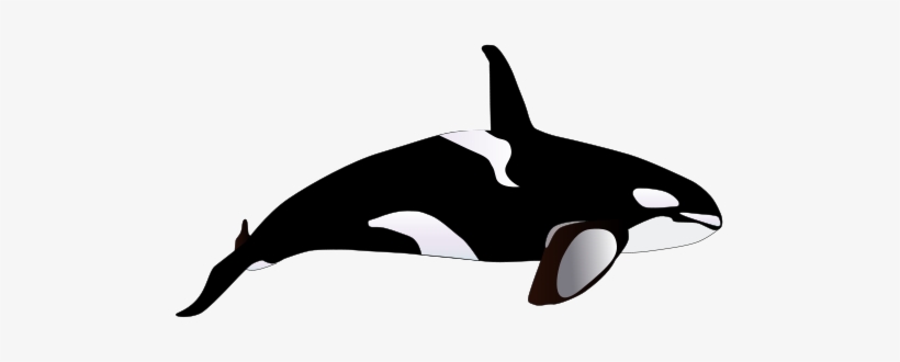 Detail Killer Whale Png Nomer 30