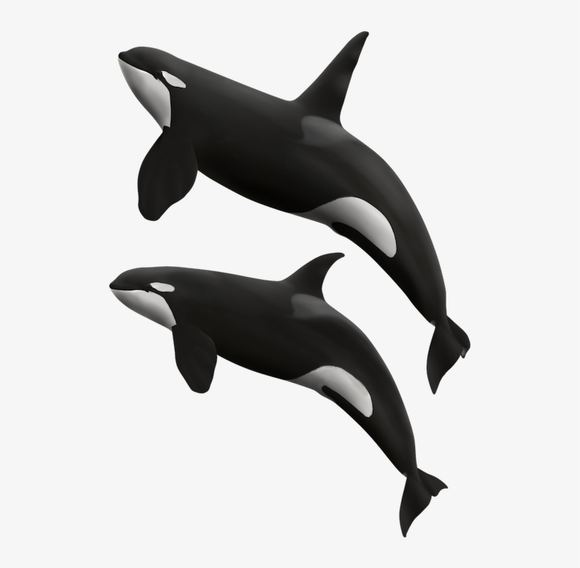 Detail Killer Whale Png Nomer 33