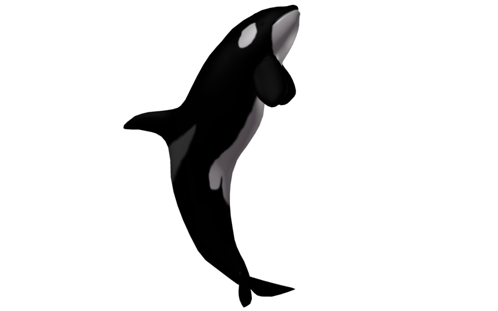 Detail Killer Whale Png Nomer 34