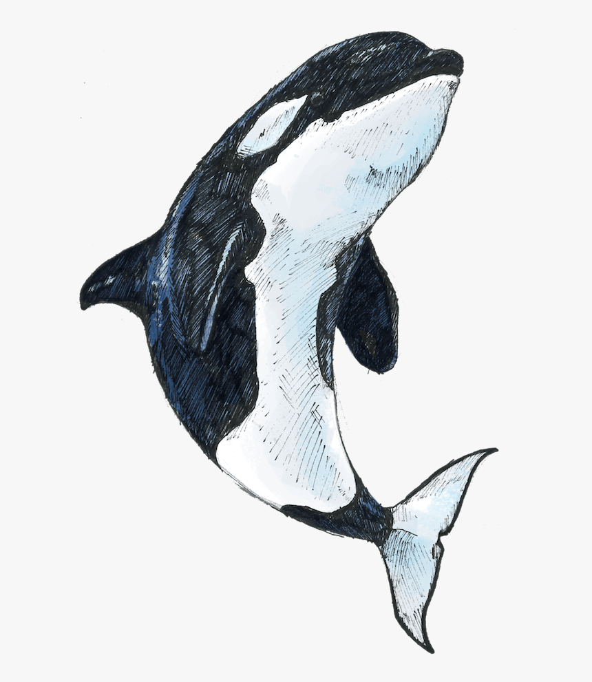 Detail Killer Whale Png Nomer 36