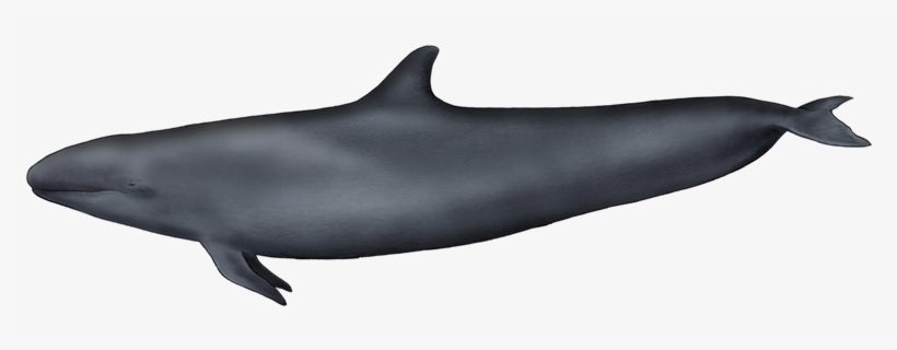Detail Killer Whale Png Nomer 37