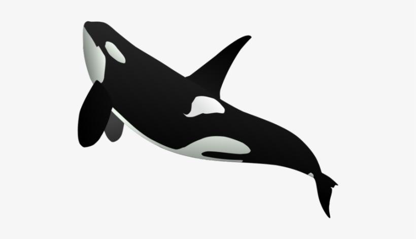 Detail Killer Whale Png Nomer 4