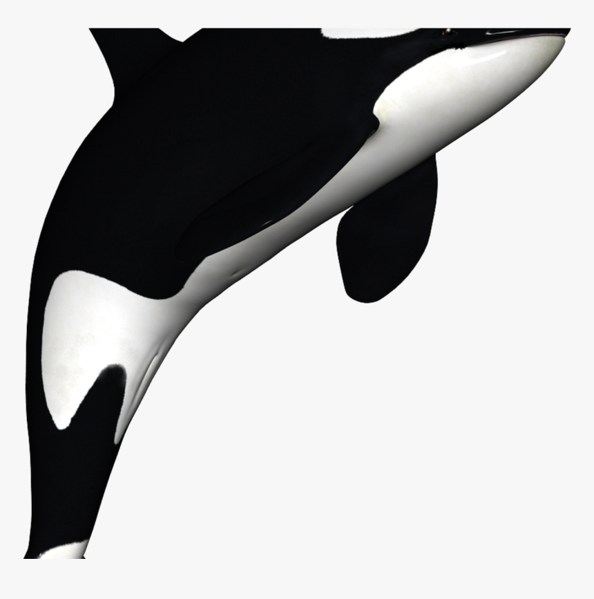 Detail Killer Whale Png Nomer 39