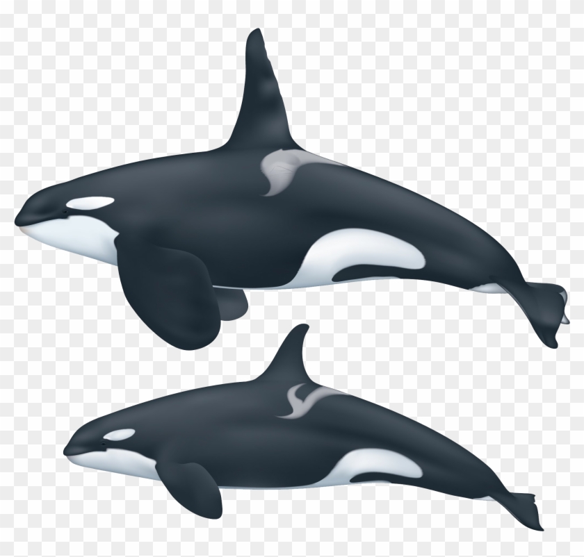 Detail Killer Whale Png Nomer 42