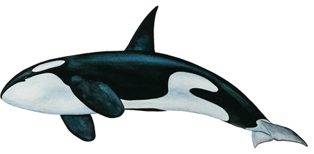 Detail Killer Whale Png Nomer 43
