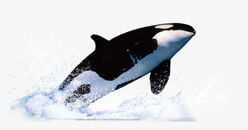 Detail Killer Whale Png Nomer 44