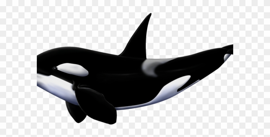 Detail Killer Whale Png Nomer 46