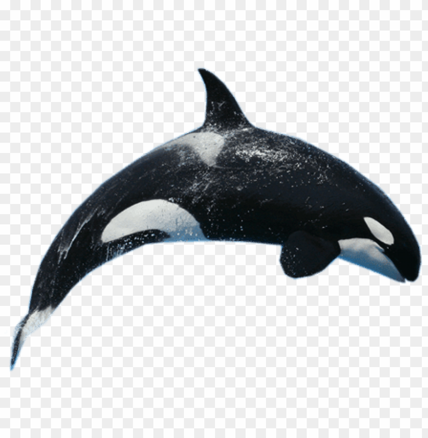 Detail Killer Whale Png Nomer 5
