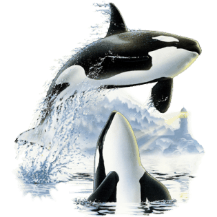 Detail Killer Whale Png Nomer 49