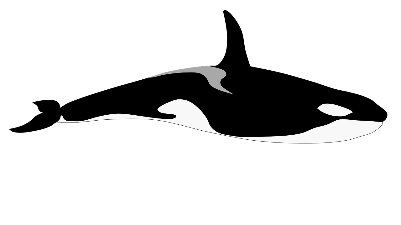 Detail Killer Whale Png Nomer 50