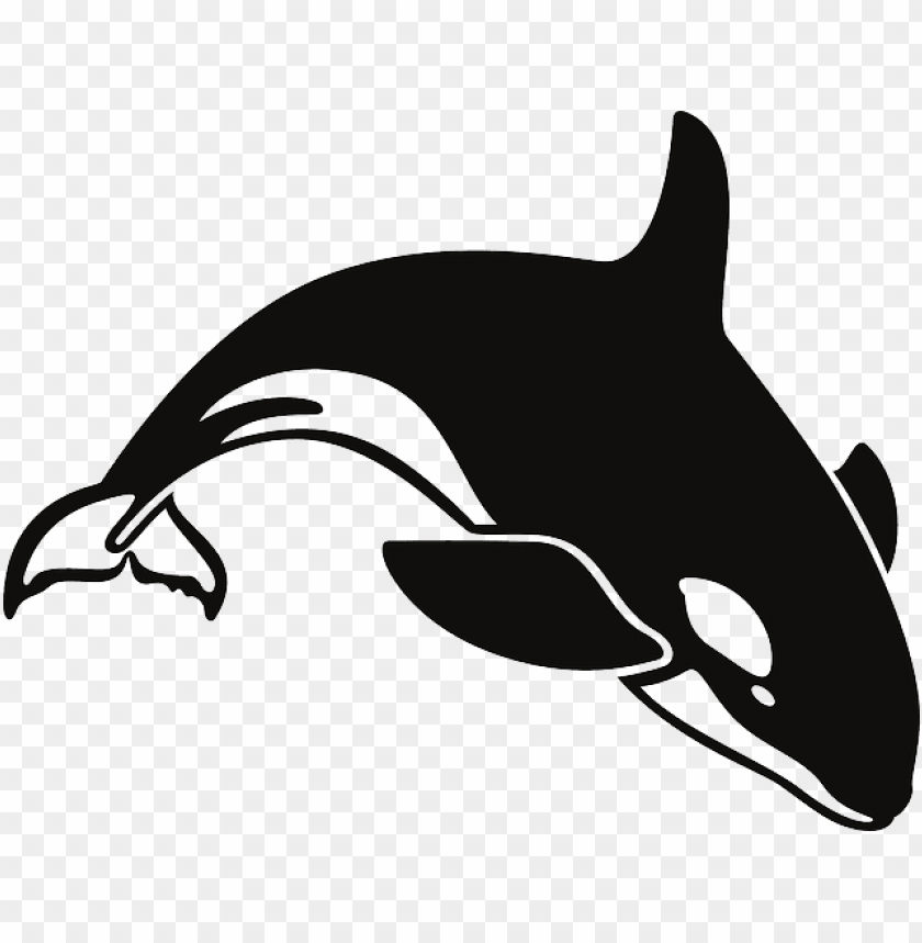 Detail Killer Whale Png Nomer 51