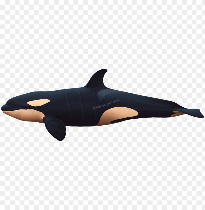 Detail Killer Whale Png Nomer 52