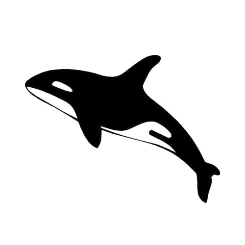 Detail Killer Whale Png Nomer 54