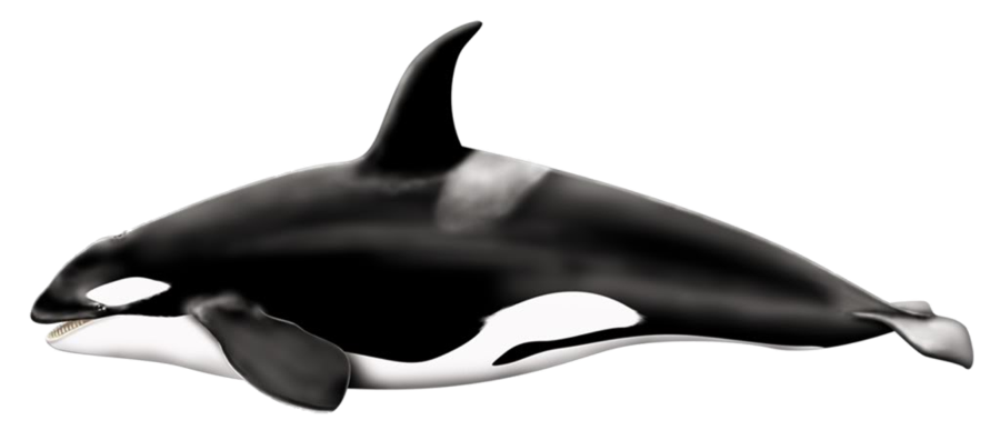 Detail Killer Whale Png Nomer 6