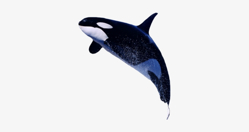Detail Killer Whale Png Nomer 7