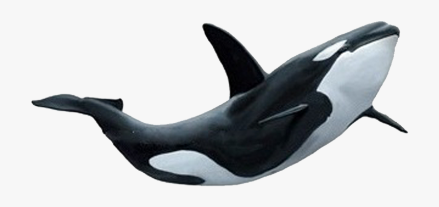 Detail Killer Whale Png Nomer 8