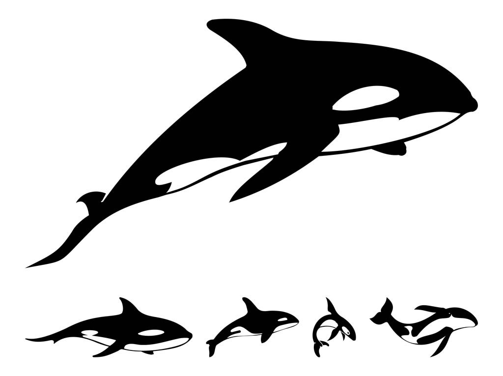 Detail Killer Whale Silhouettes Nomer 2