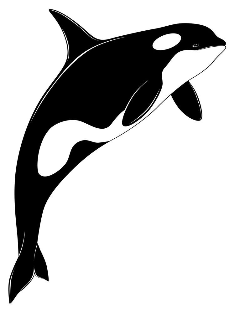 Detail Killer Whale Silhouettes Nomer 13