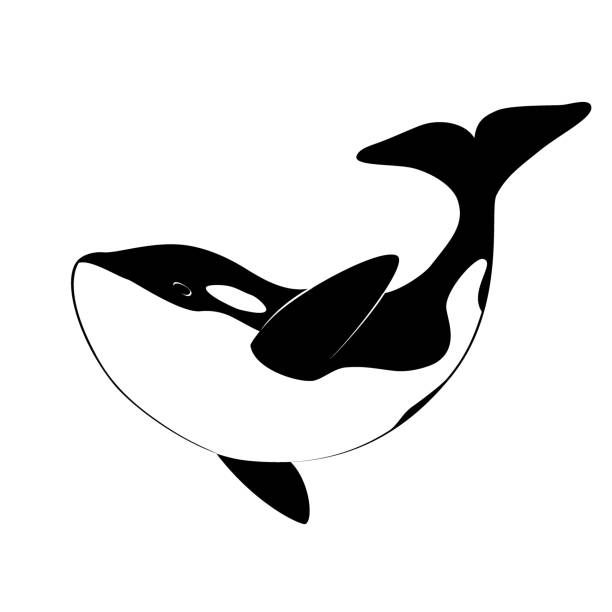 Detail Killer Whale Silhouettes Nomer 3
