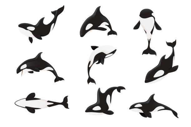 Detail Killer Whale Silhouettes Nomer 20